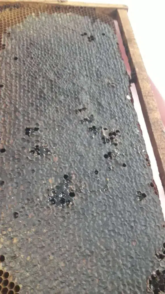 عسل|خوردنی و آشامیدنی|تسوج, |دیوار