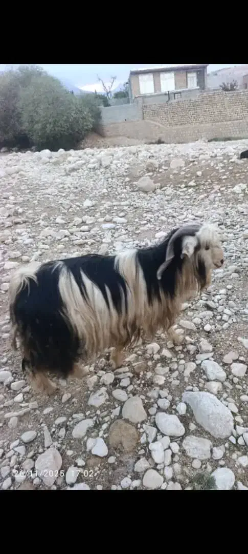 ساورین. بز . میش . گوسفند . گاو|حیوانات مزرعه|کارزان, |دیوار