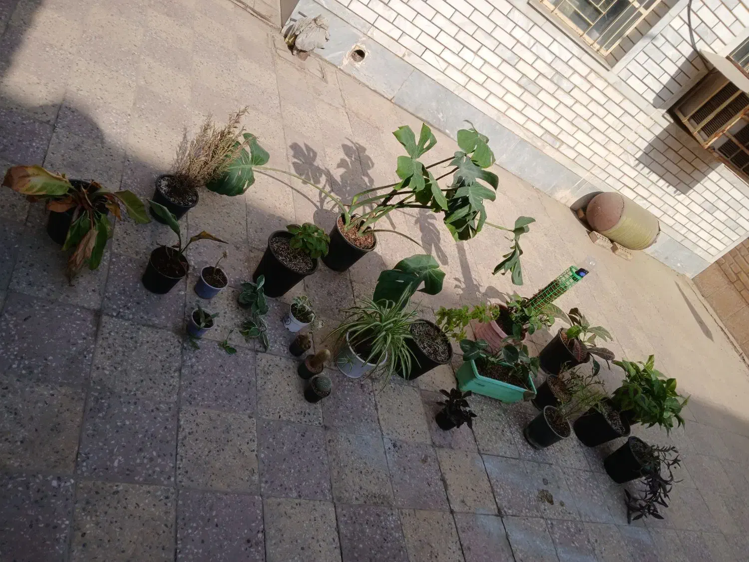 گلدون اپارتمانی|گل و گیاه طبیعی|شوش, |دیوار