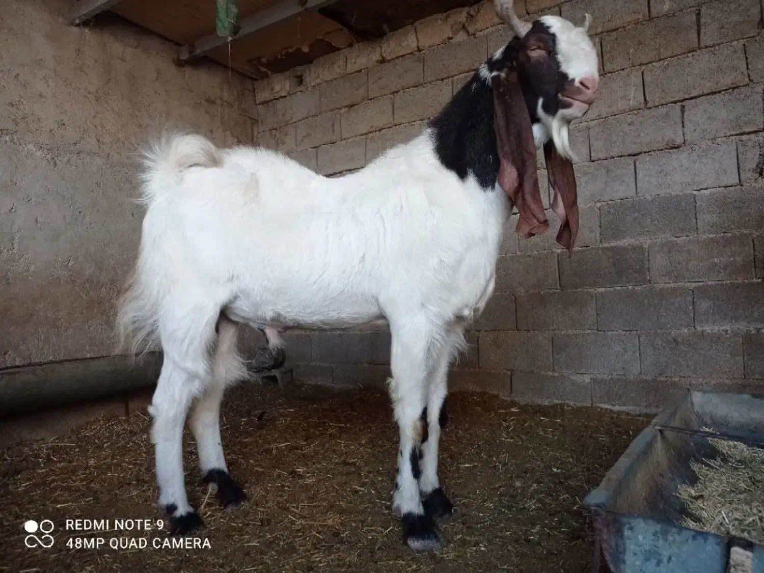 پازن اصل افغانی جوان|حیوانات مزرعه|برازجان, |دیوار