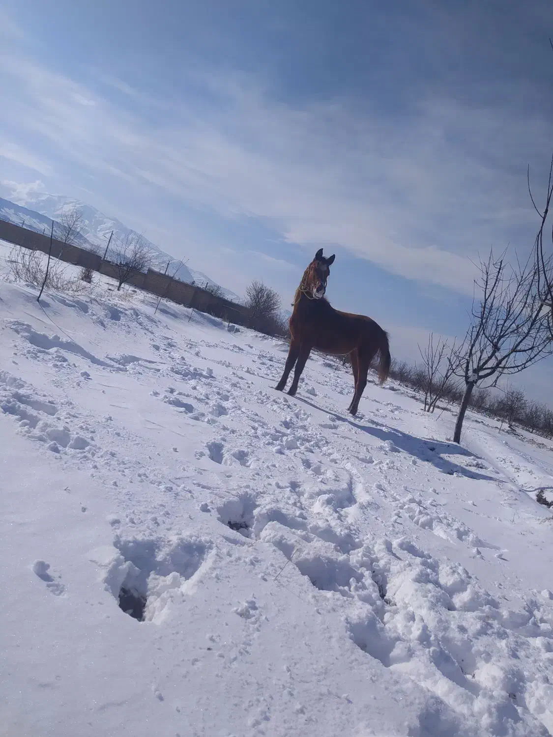 اسب نریان کرد|اسب و تجهیزات اسب‌سواری|مرند, |دیوار