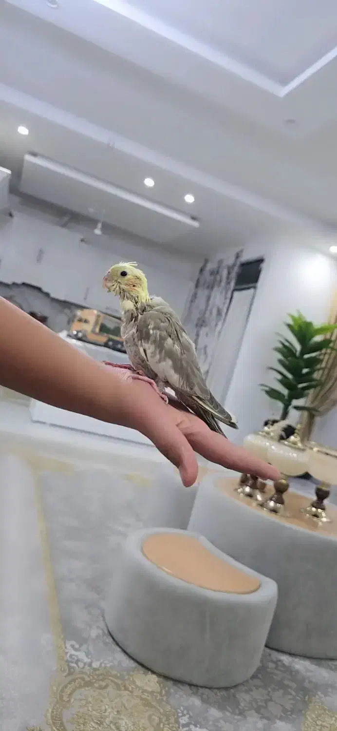 جوجه عروس هلندی|پرنده|مشهد, امیریه|دیوار