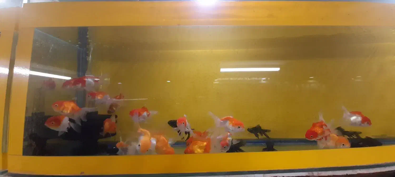 یکی بخر دوتاببر|ماهی|تربت جام, شهید مدرس|دیوار