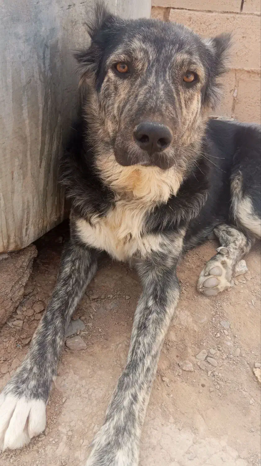 گمشده|حیوانات|درمیان, |دیوار