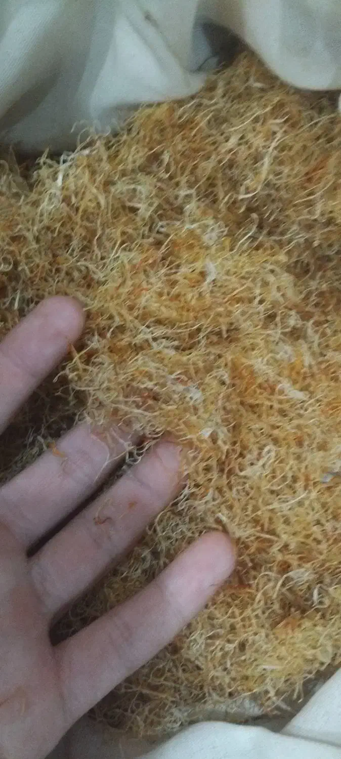 ریشه زعفران خشک شده|خوردنی و آشامیدنی|تربت جام, میرقوام الدین|دیوار