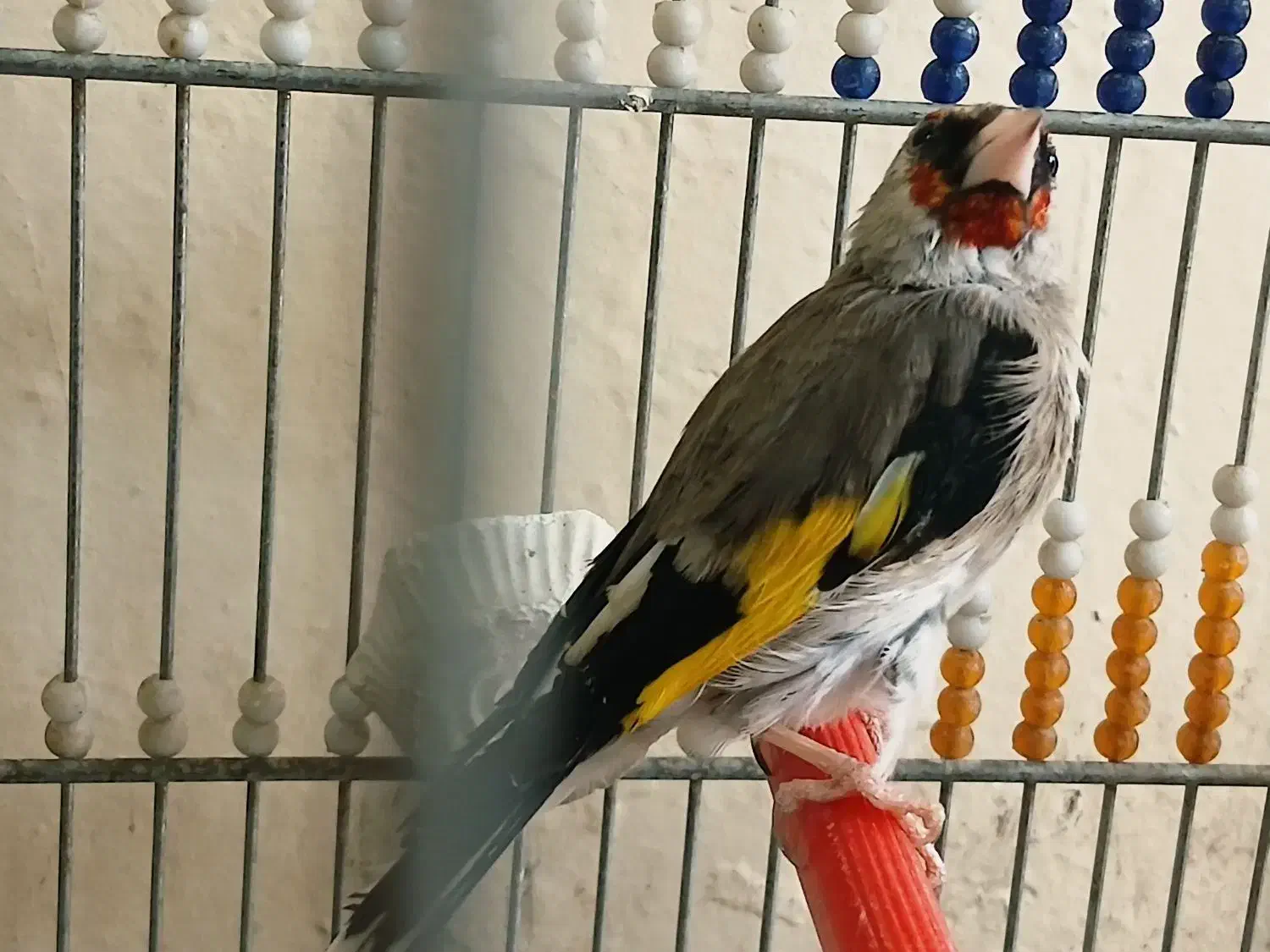 سهره دورگ نر و ماده معاوضه|پرنده|ابریشم, |دیوار