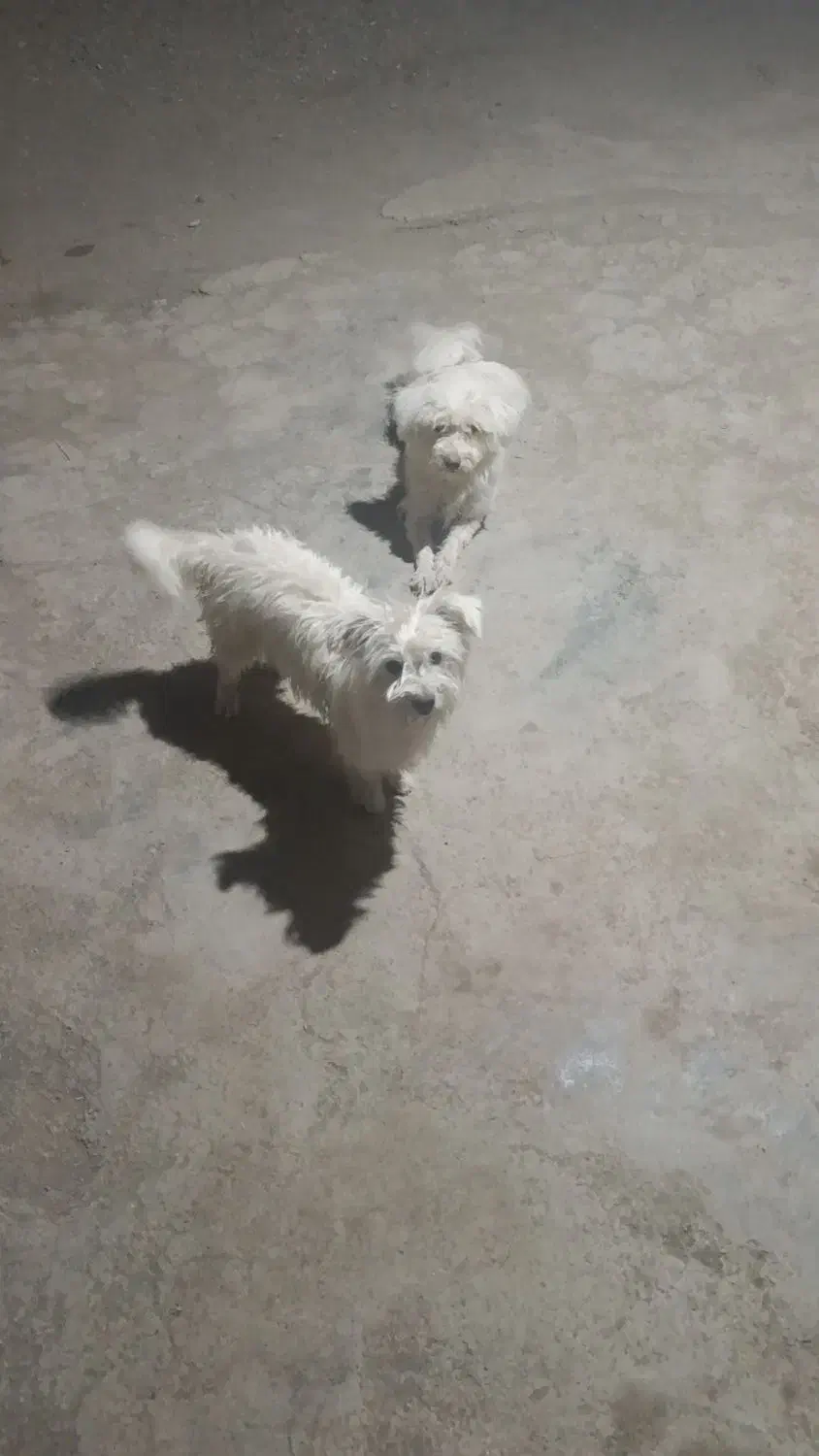 سگ شیتزو نرو ماده|سگ|بروجرد, |دیوار