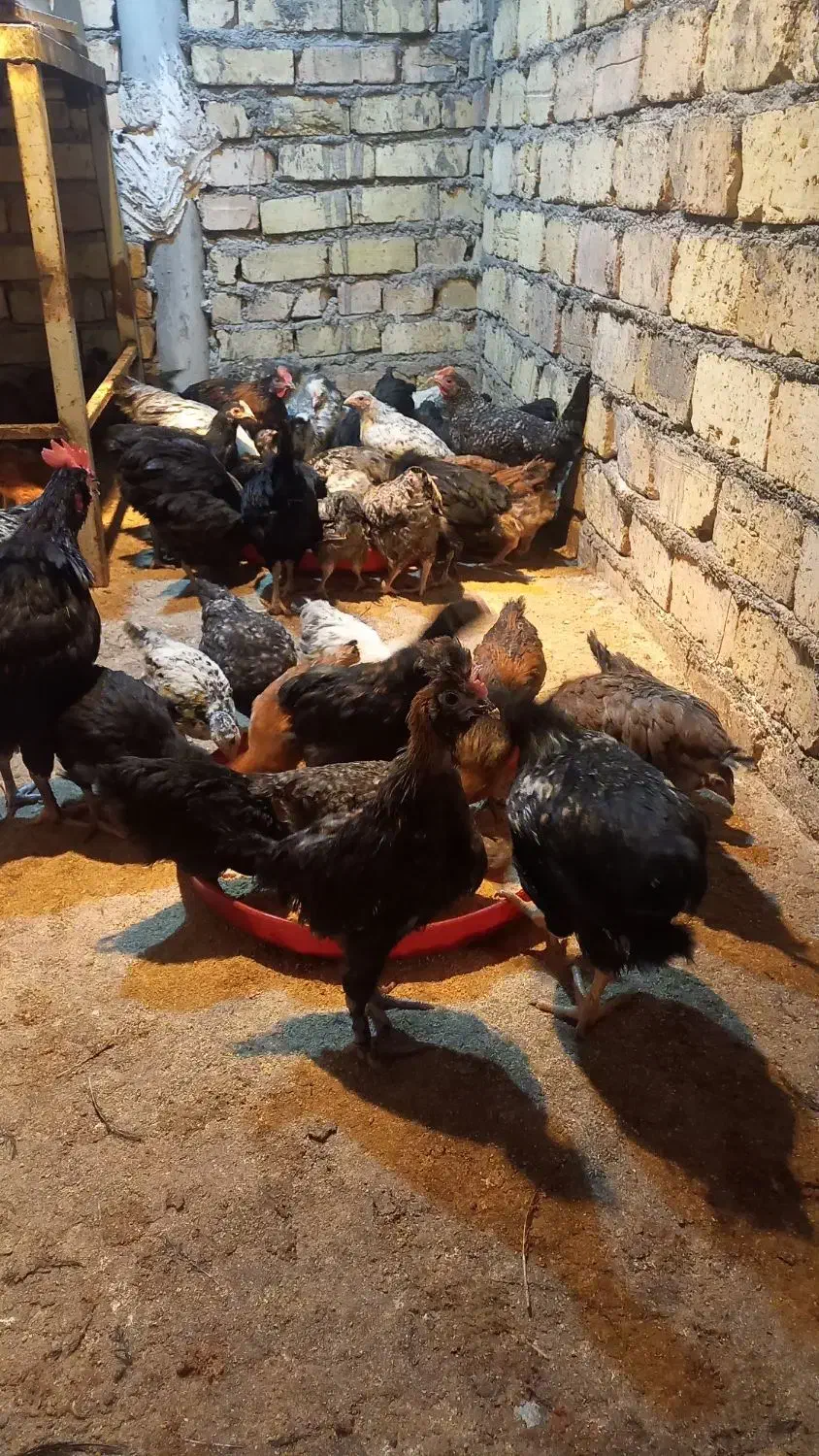 جوجه مرغ|حیوانات مزرعه|قم, قلعه کامکار|دیوار