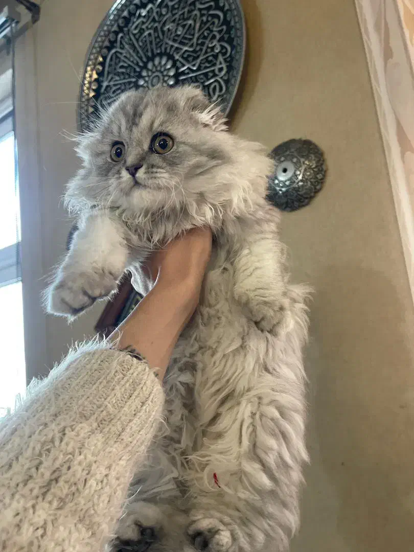 گربه|گربه|شیراز, نارنجستان|دیوار