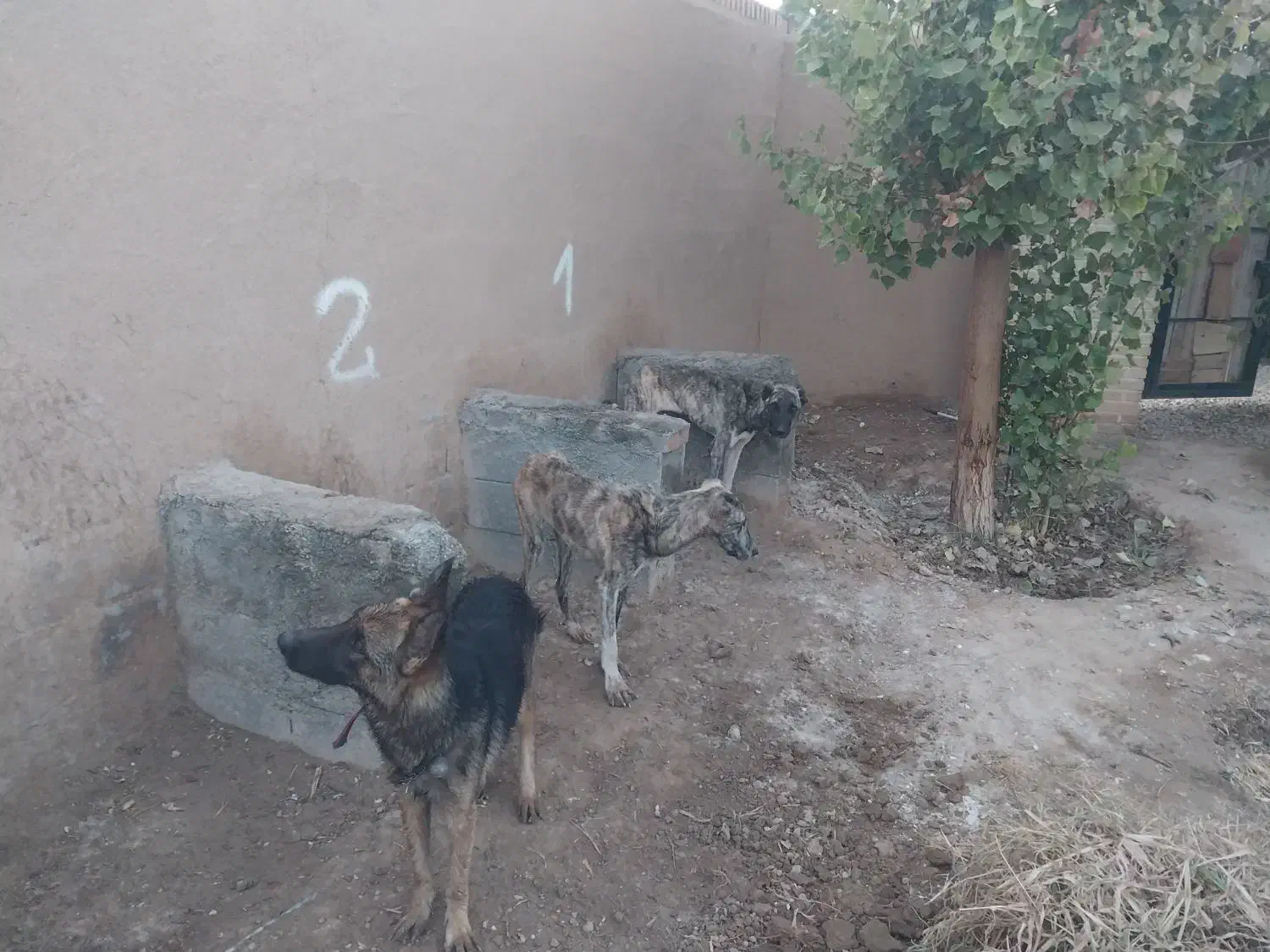 فروش فوری  دو قلاده خراسانی|سگ|بسطام, |دیوار