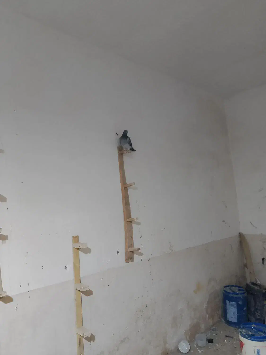 گفتر سبز ومگس|پرنده|نهبندان, |دیوار