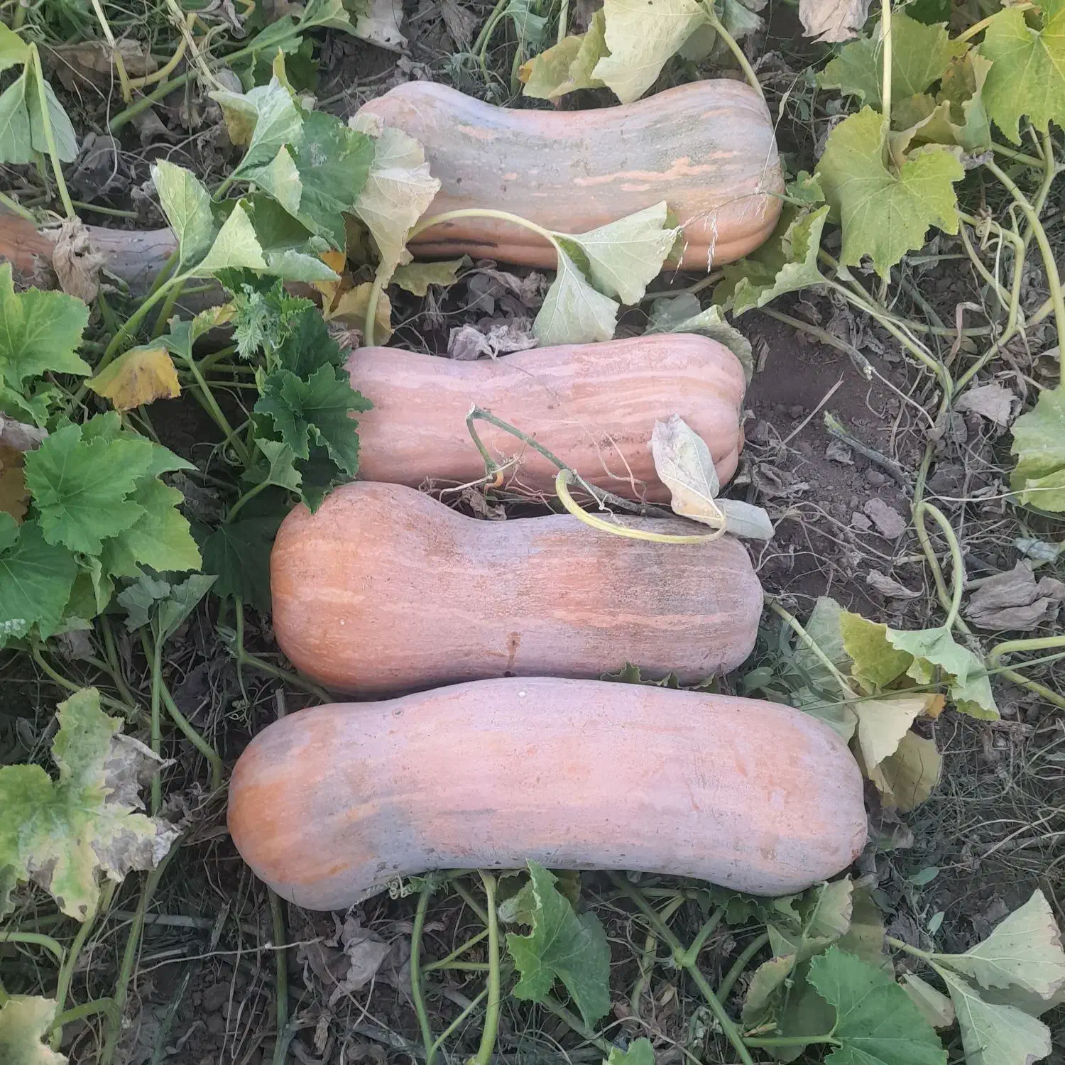 کدو حلوایی|خوردنی و آشامیدنی|سیمینه, |دیوار