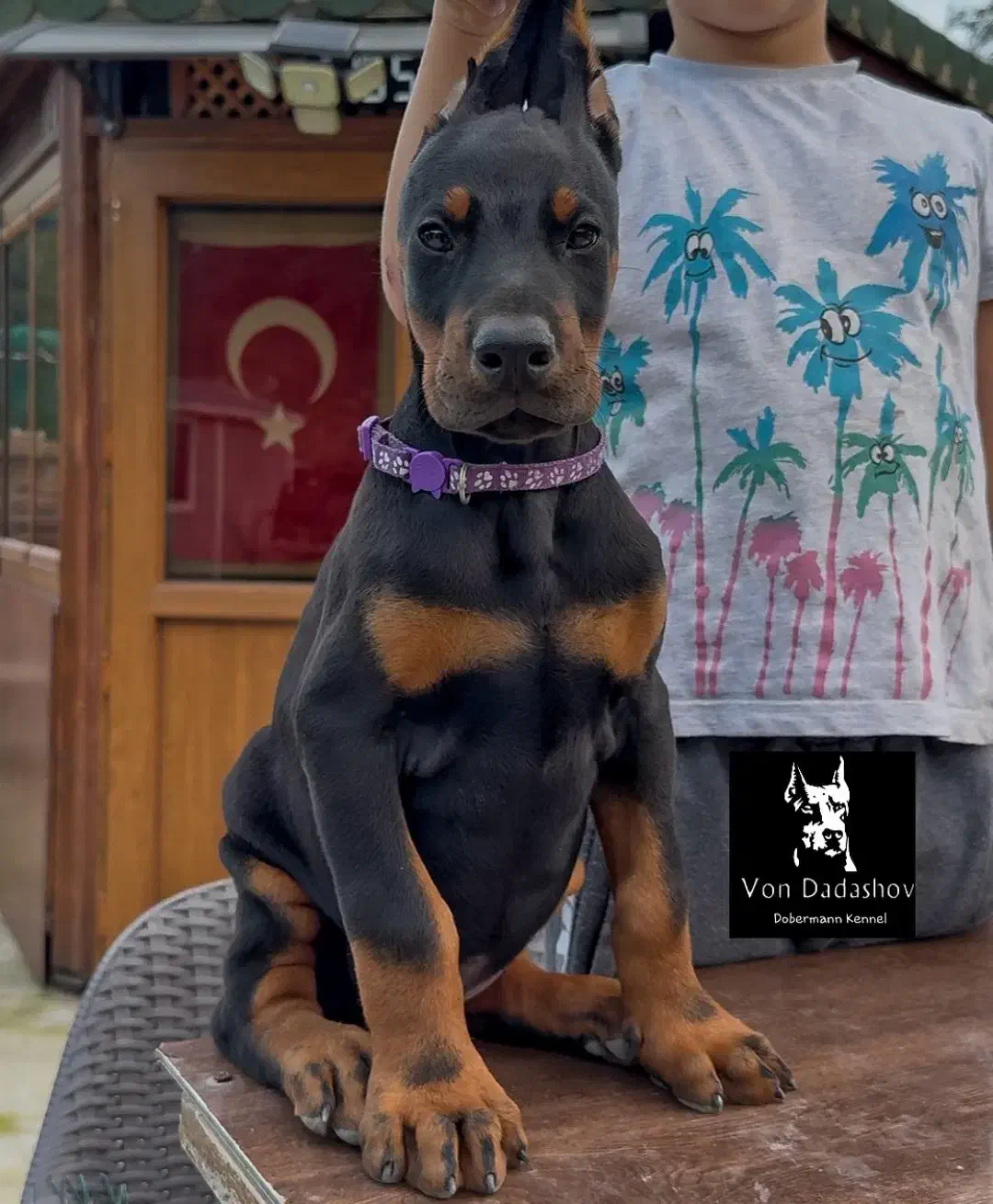 توله دوبرمن حرفه ای با قیمتی استسناءی|سگ|تهران, جوادیه|دیوار