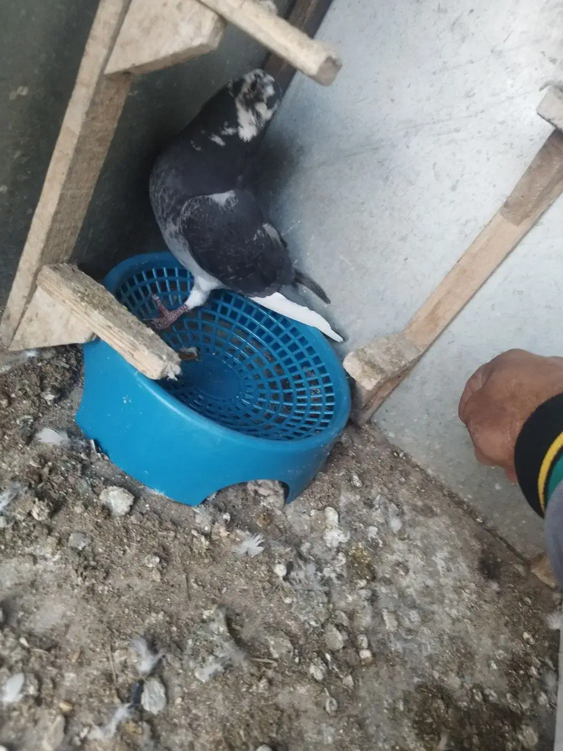 کبوتر یا کفتر|پرنده|شیراز, کوشک میدان|دیوار