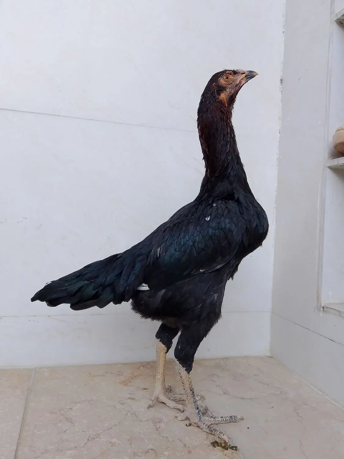 مرغ لاری اصل جوان|حیوانات مزرعه|پیرانشهر, |دیوار