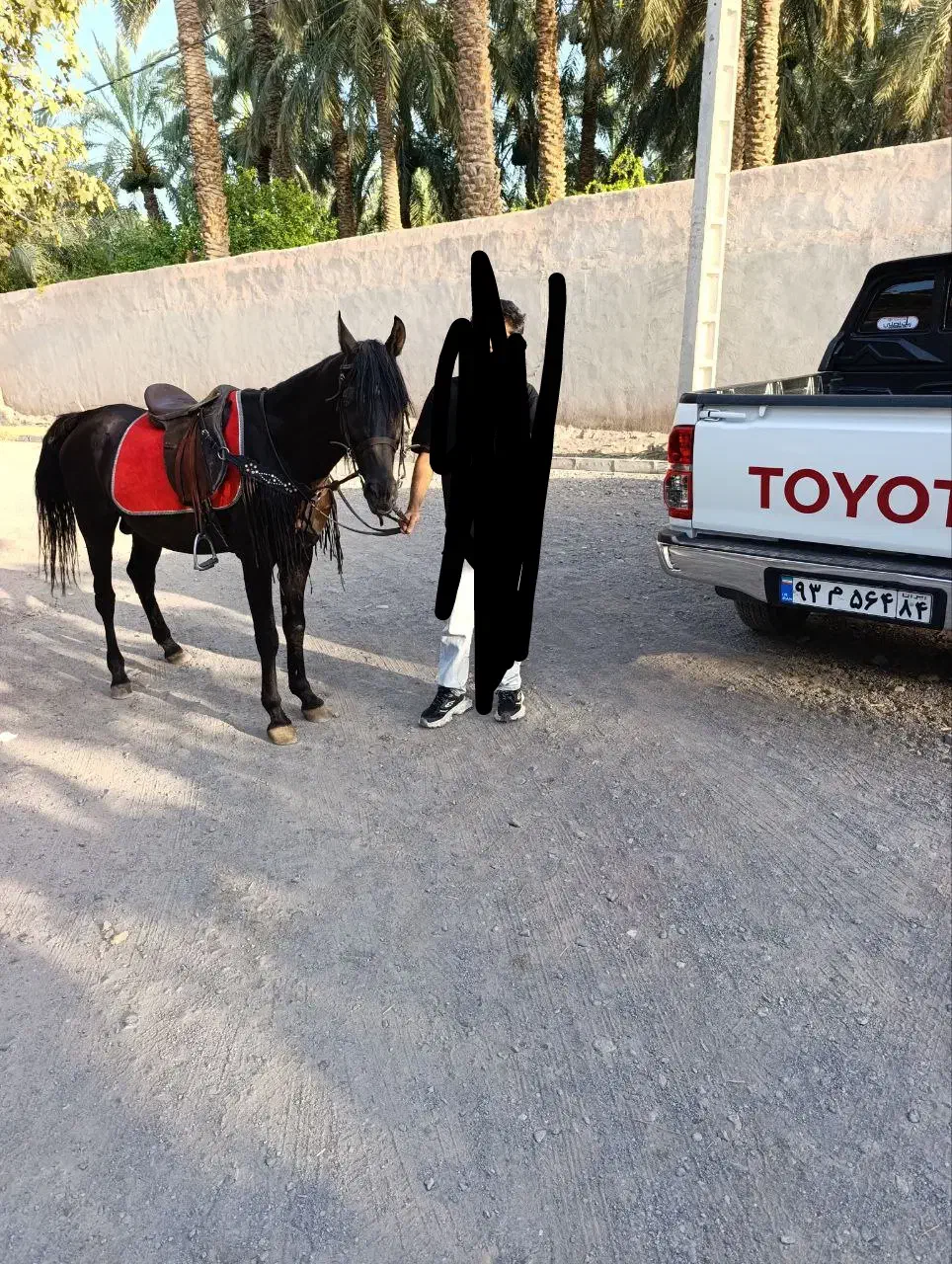 اسب|اسب و تجهیزات اسب‌سواری|بم, |دیوار