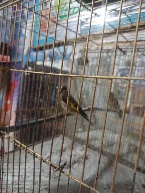 سهره قناری|پرنده|اردبیل, |دیوار