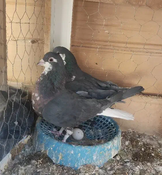 کفتر جفت امری افشون(شیرازی)|پرنده|رفسنجان, |دیوار