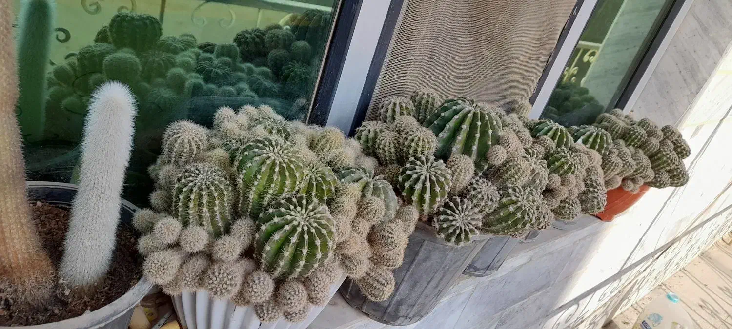 گل کاکتوس|گل و گیاه طبیعی|هشتگرد, مدرس|دیوار