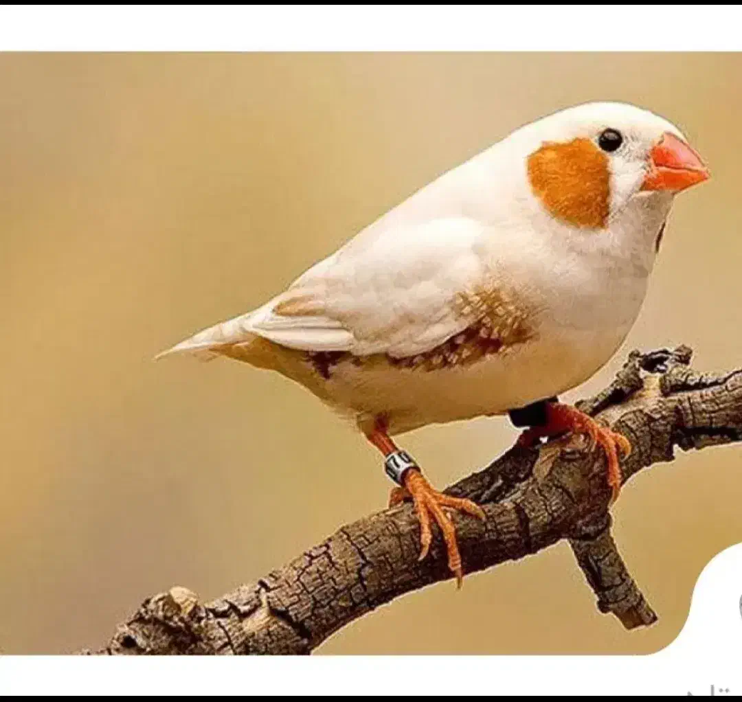 فروش سه عدد فنچ بالغ|پرنده|رشت, جماران|دیوار