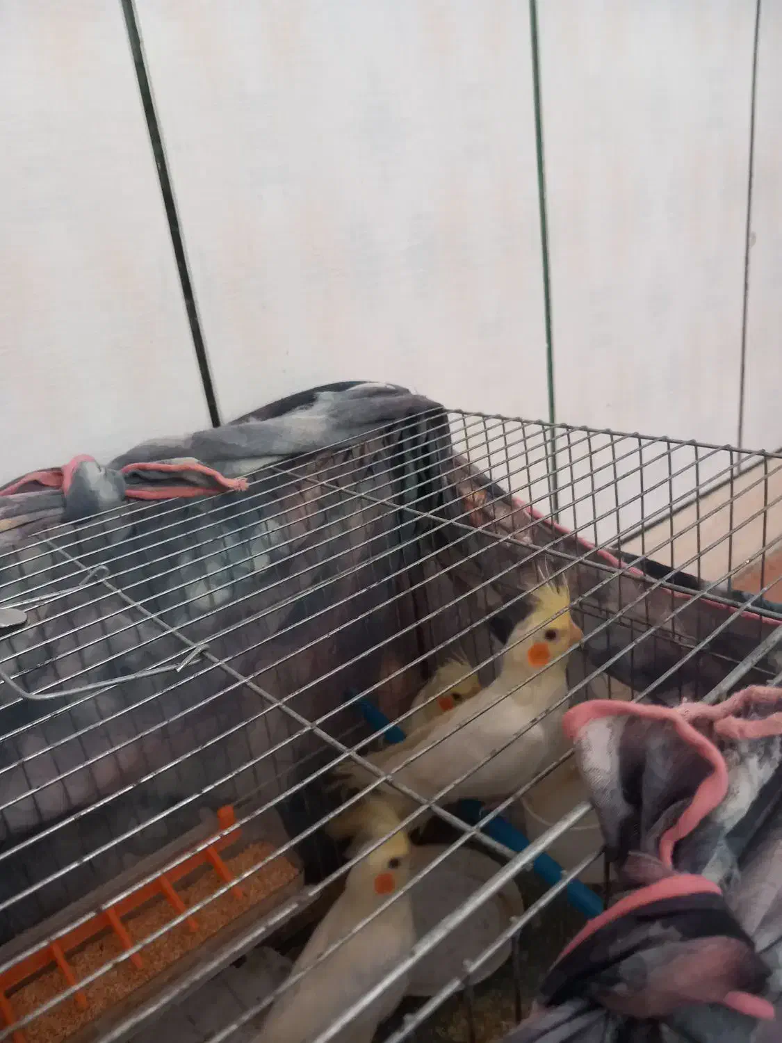 جوجه عروس هلندی|پرنده|سامان, |دیوار