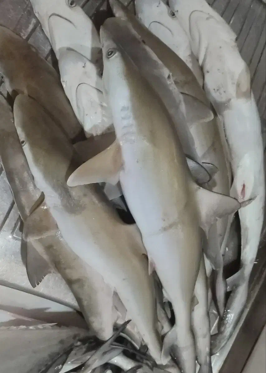 ماهی ومیگو|خوردنی و آشامیدنی|جهرم, |دیوار