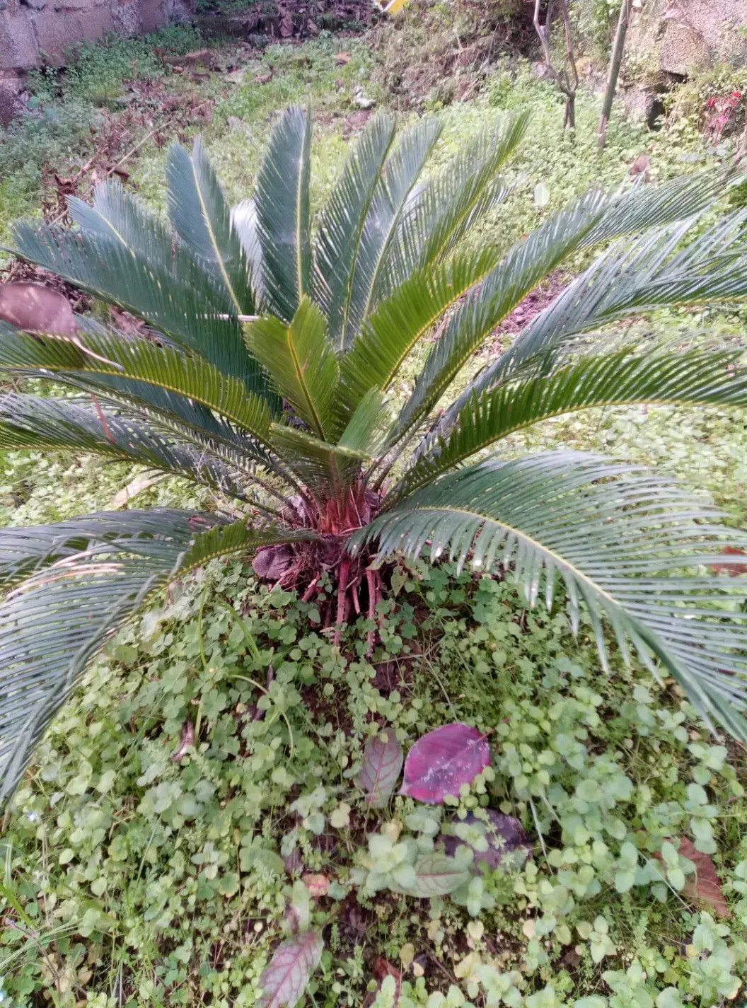 گل وگیاه|گل و گیاه طبیعی|رانکوه, |دیوار