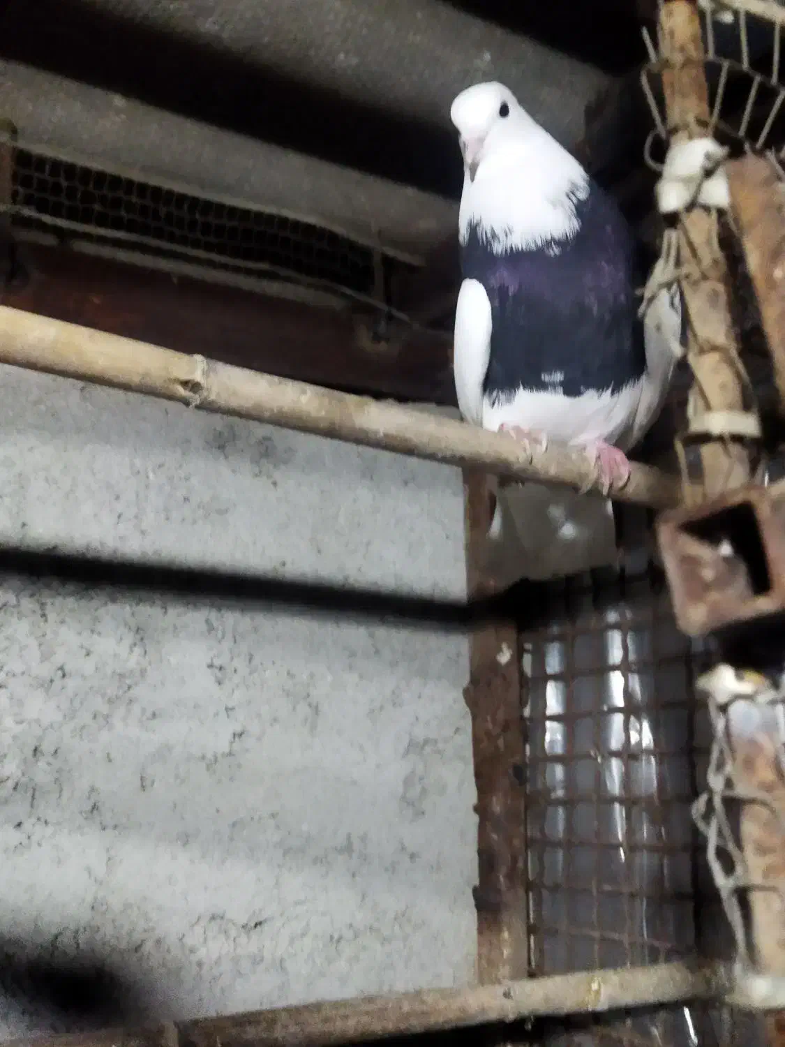 کبوتر کله دم سبز و طوقی نر|پرنده|قائم‌شهر, |دیوار