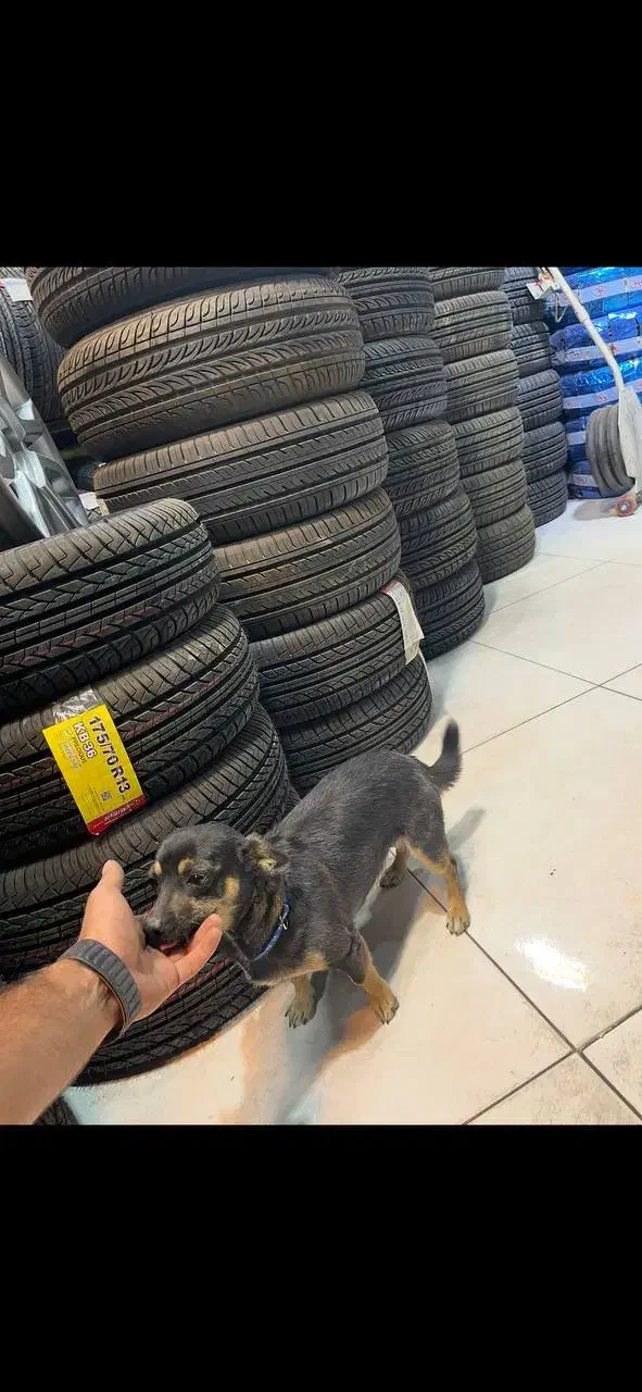 سگ  شی واوا|سگ|تربت‌حیدریه, سرمحله|دیوار