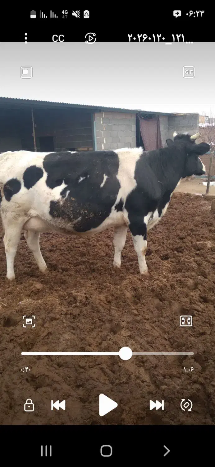 گاو شیری|حیوانات مزرعه|چناران, |دیوار