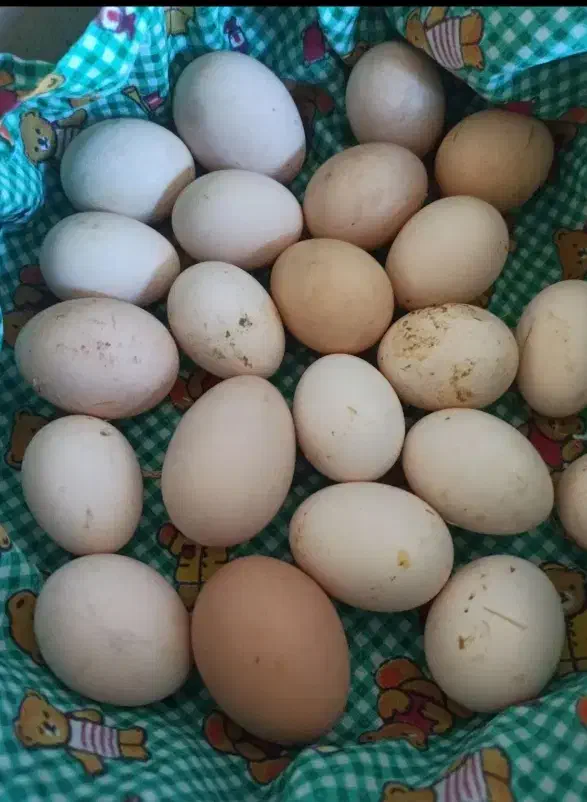 تخم مرغ محلی|خوردنی و آشامیدنی|مرودشت, ابوذر شمالی‎|دیوار