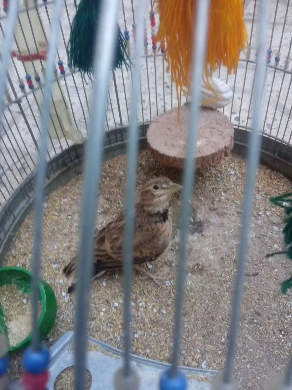 قناری، دهن زن، سهره قناری، و مرغ محلی، معاوضه|پرنده|شیراز, کوشک میدان|دیوار