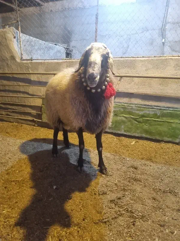 2راس قوچ افشاری درجه یک|حیوانات مزرعه|مبارکه, |دیوار