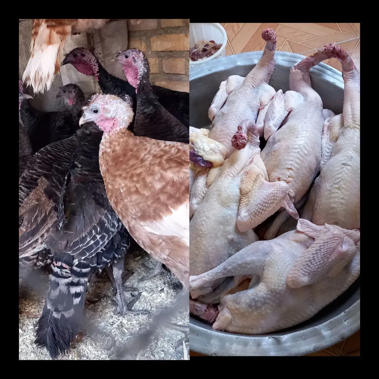 قل و|حیوانات مزرعه|بوکان, |دیوار