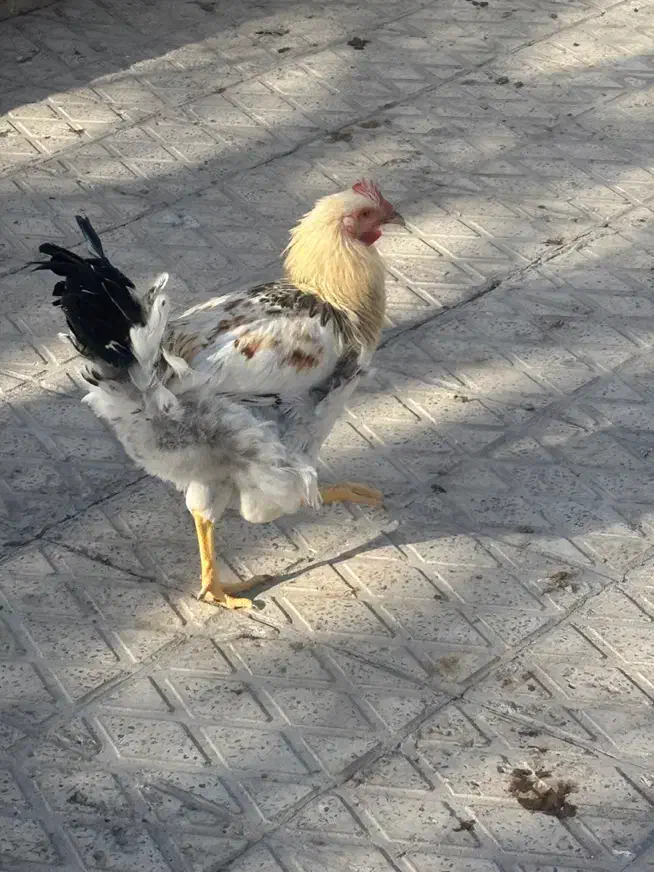 خروس محلی|حیوانات مزرعه|محمدشهر, ولدآباد|دیوار