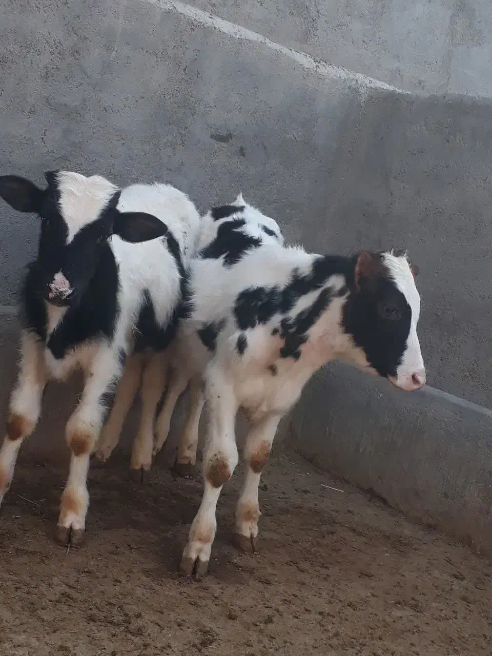 گوساله نر و میش بره|حیوانات مزرعه|قم, قلعه صدری|دیوار