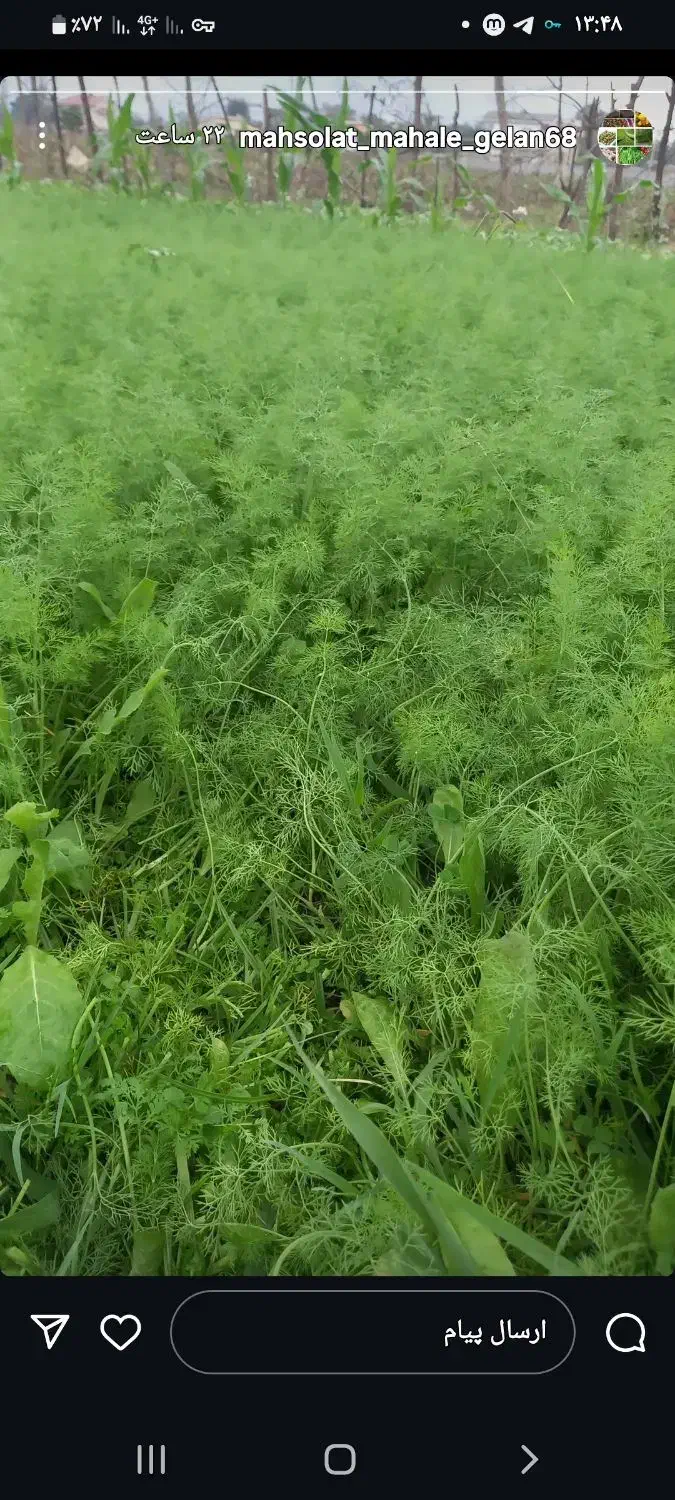 شویدترتازه محلی  شوید خشک محلی|خوردنی و آشامیدنی|ماسال, |دیوار