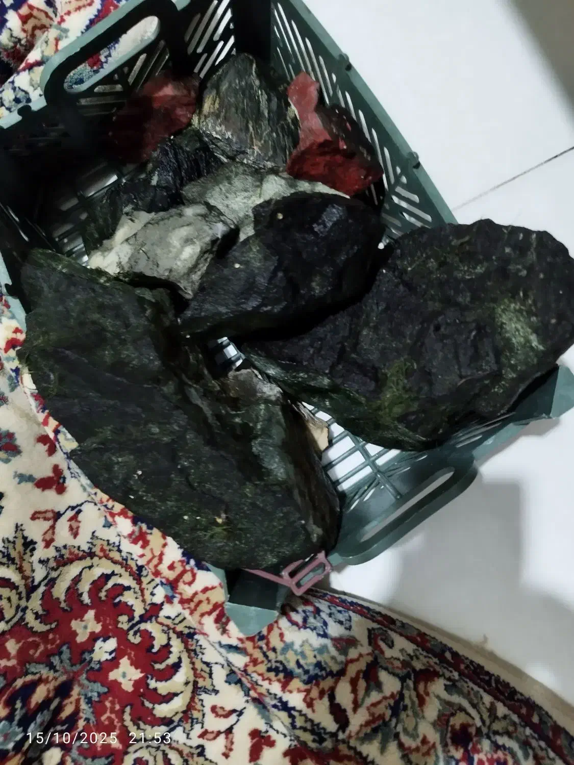 لوازم آکواریوم|ماهی|اهواز, گلستان|دیوار