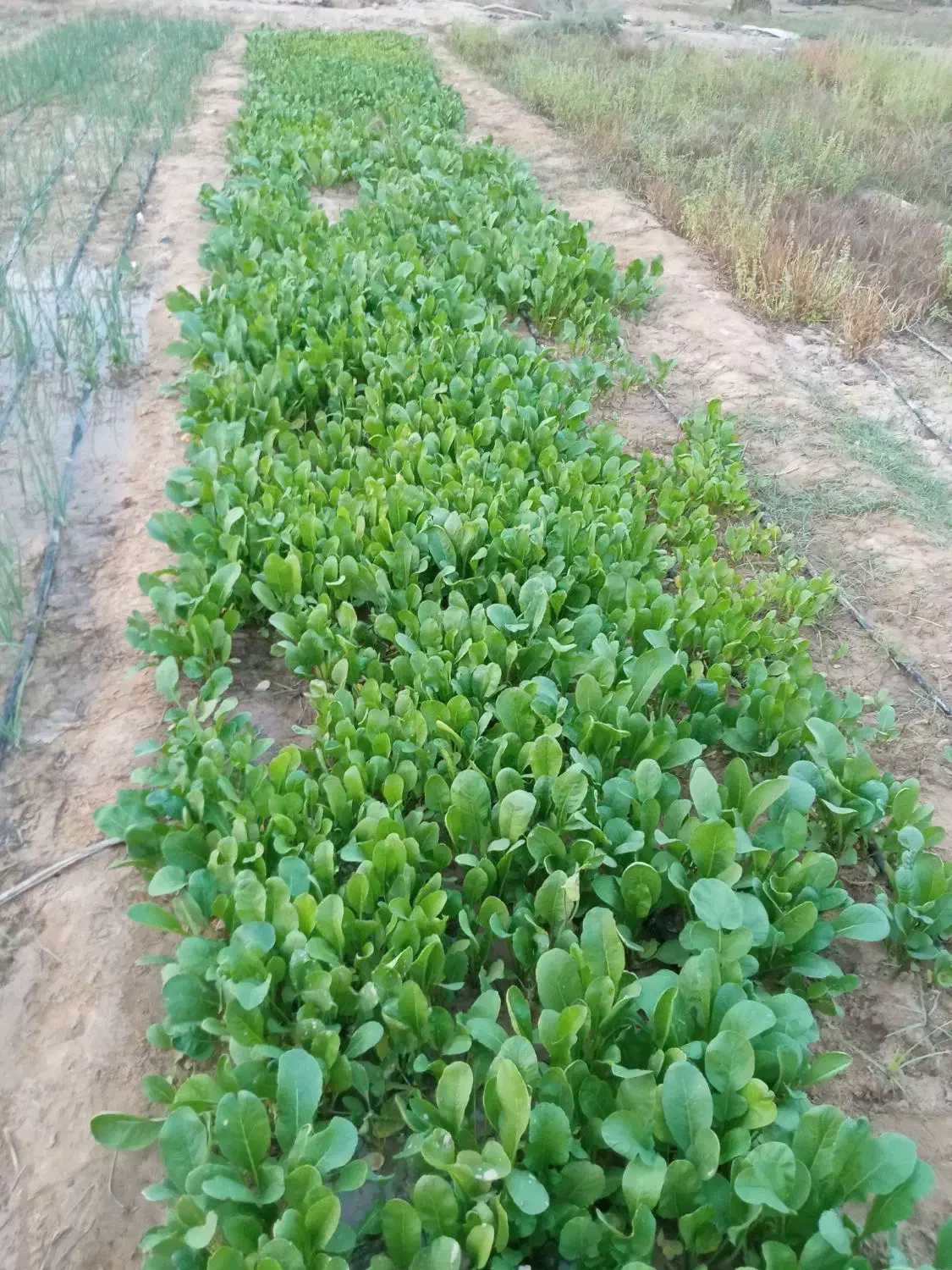 ترب|خوردنی و آشامیدنی|کاکی, |دیوار