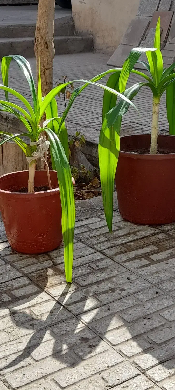 فروش گل|گل و گیاه طبیعی|مبارکه, |دیوار