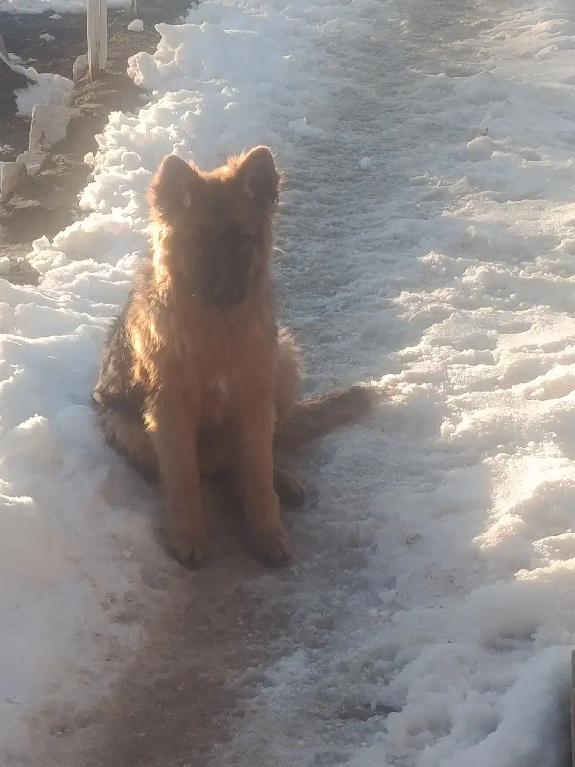 سگ ژرمن شپرد|سگ|شاهین‌شهر, شهرک صنعتی|دیوار