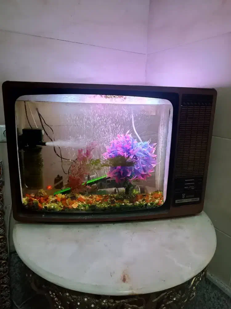 اکواریوم سالم|ماهی|خوی, |دیوار