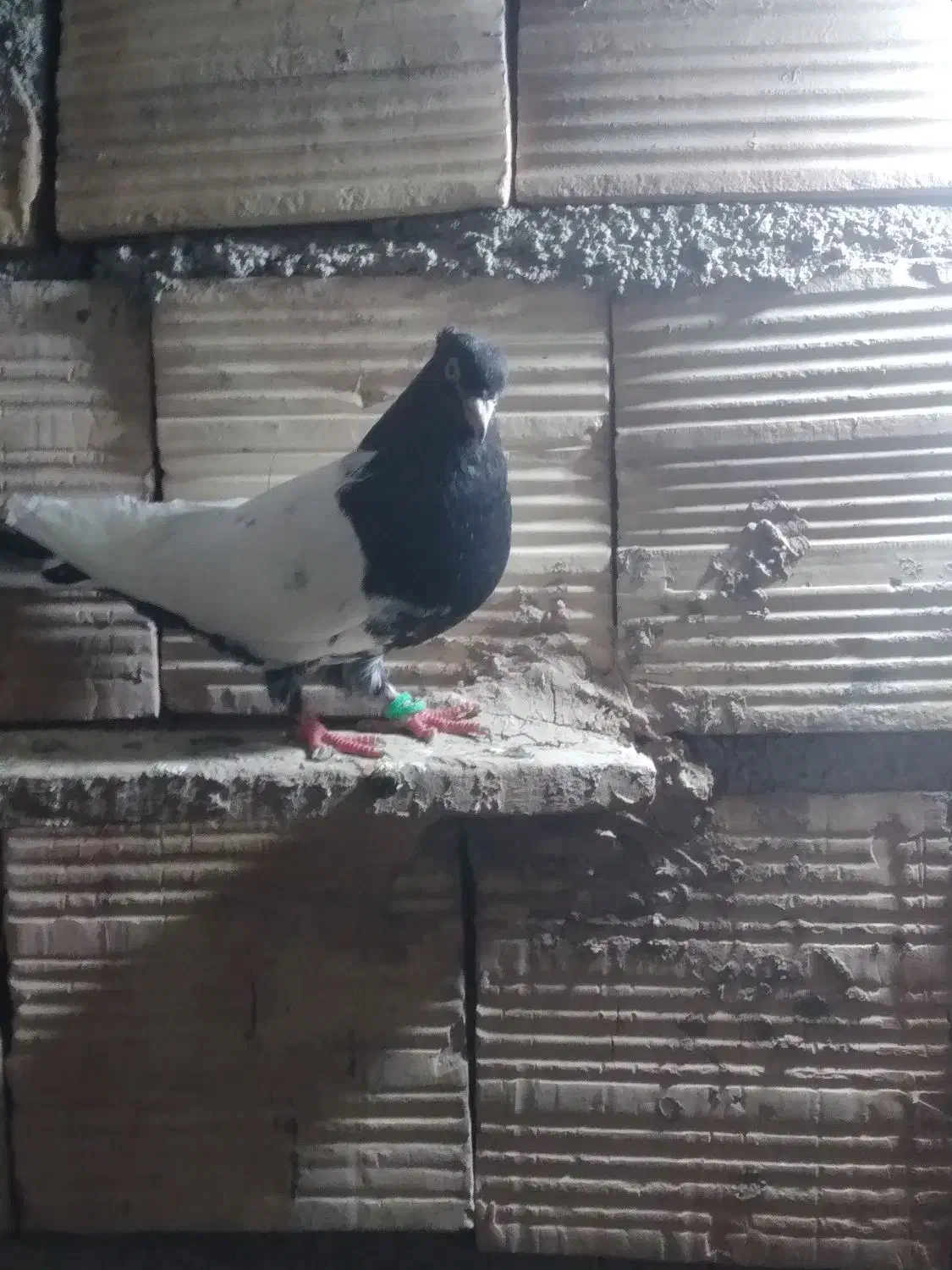 کبوتر|پرنده|تربت جام, میان جام|دیوار