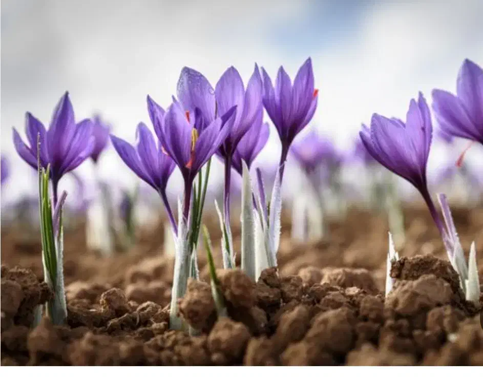 گل زعفران .خرید .فروش .|خوردنی و آشامیدنی|گلبهار, شهر جدید گلبهار|دیوار