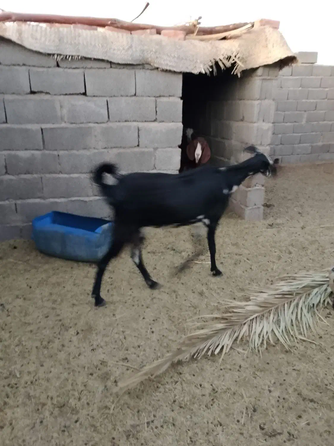 یه بزبربری بزرگ بادوتابزغاله نرماده|حیوانات مزرعه|پسکوه, |دیوار