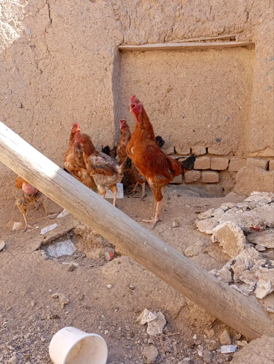 خروس لاری|پرنده|شراء, |دیوار