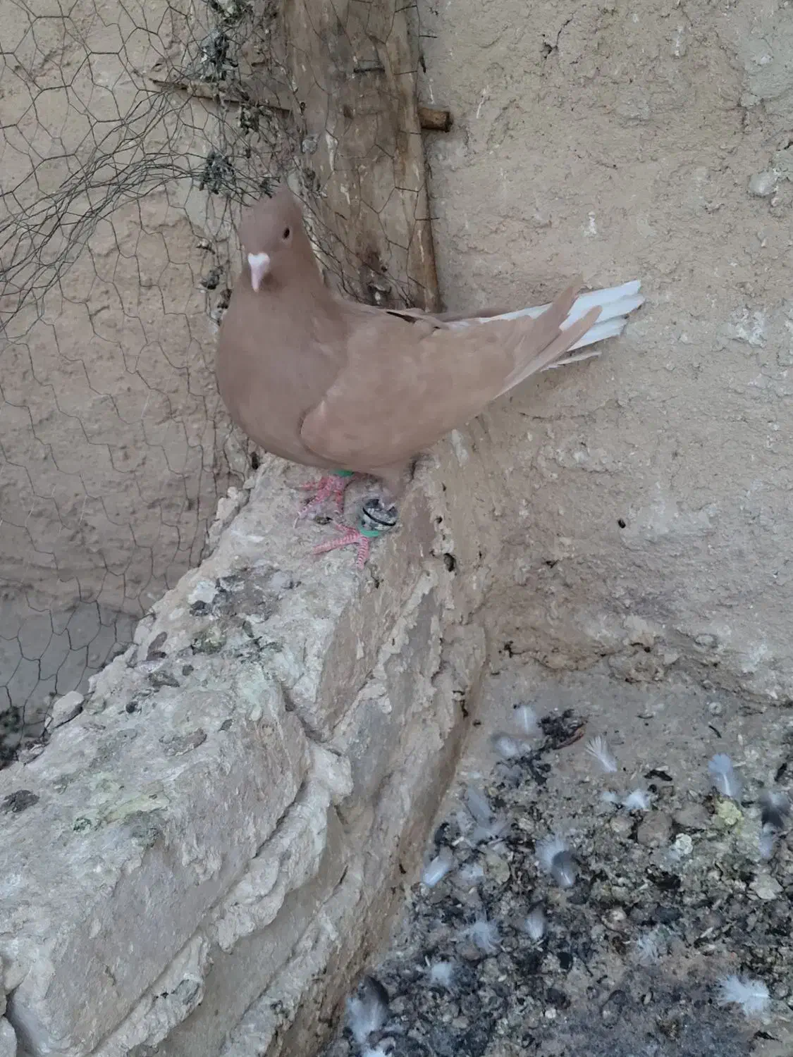 دم سفید|پرنده|خلیل آباد, |دیوار