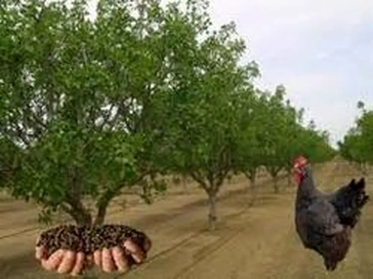 کود مرغ. زل مرغ|خدمات باغبانی و درختکاری|اصفهان, بهارستان|دیوار