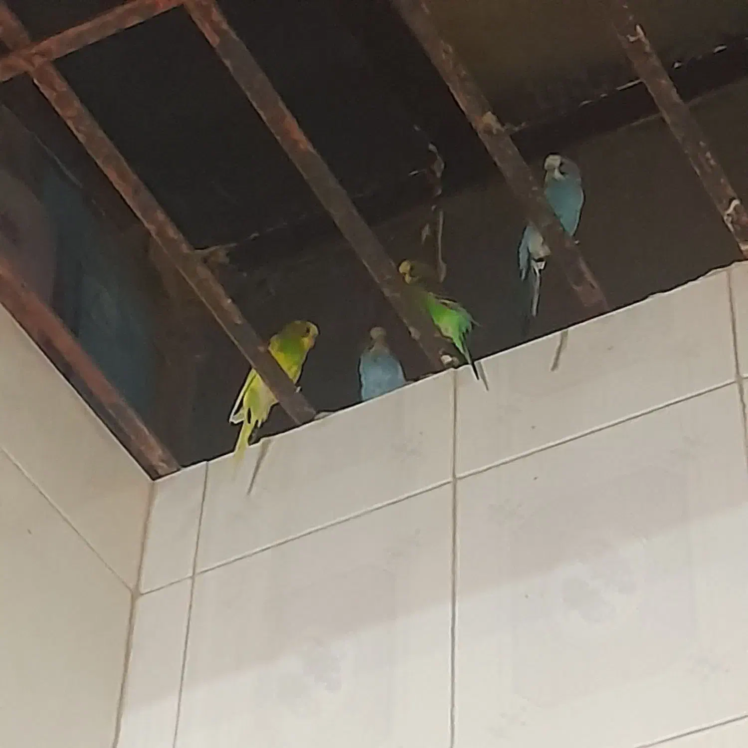 مرغ عشق ۲ جفت|پرنده|هیرمند, |دیوار