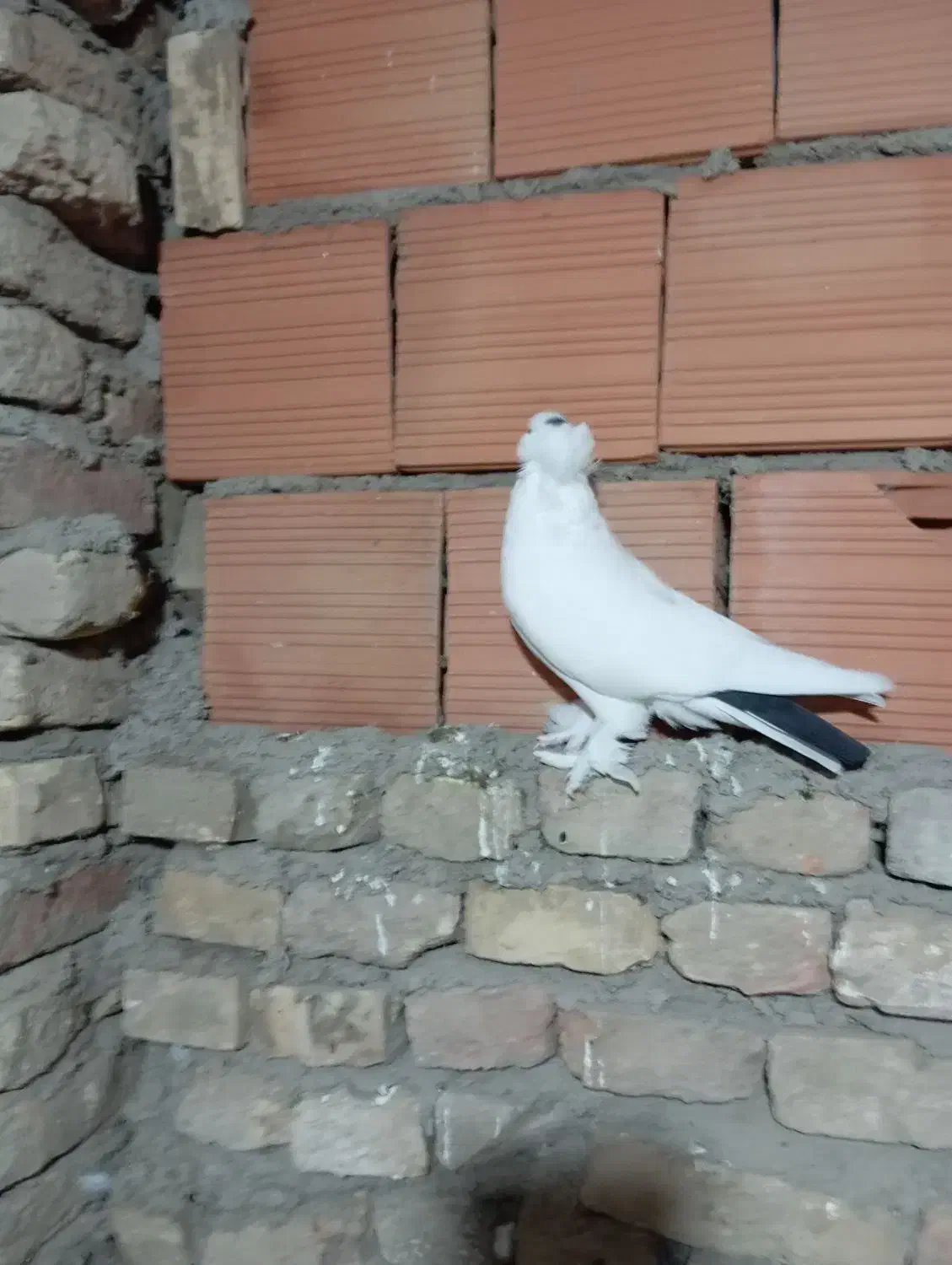 کبوتر|پرنده|گنبد کاووس, |دیوار